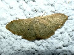 Idaea straminata