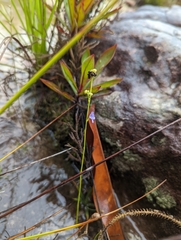 Utricularia caerulea