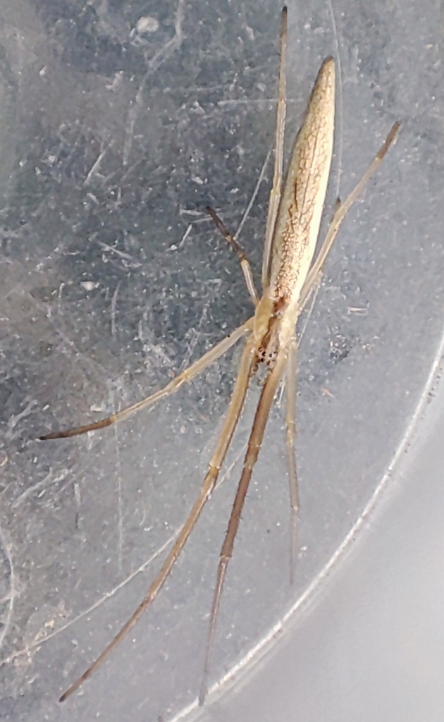 Tetragnatha reimoseri