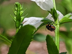 Murgantia histrionica