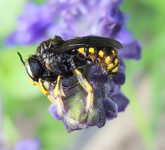 Anthidium manicatum