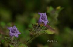 Strobilanthes