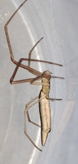 Tetragnatha