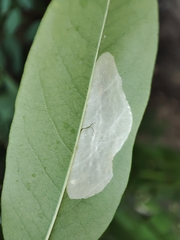 Macrosaccus robiniella