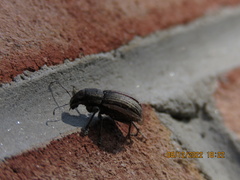 Naupactus leucoloma