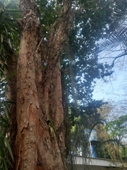 Paubrasilia echinata