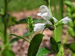 Murgantia histrionica
