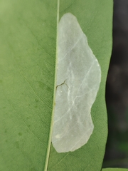Macrosaccus robiniella