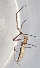 Tetragnatha