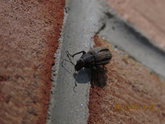 Naupactus leucoloma
