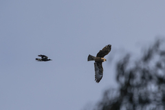 Hieraaetus morphnoides