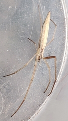 Tetragnatha