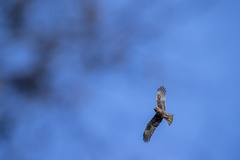 Hieraaetus morphnoides