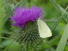 Pieris rapae