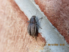 Naupactus leucoloma