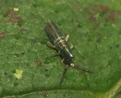 Lepidocyrtus paradoxus