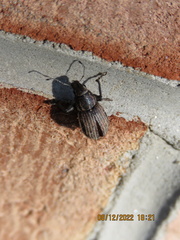 Naupactus leucoloma