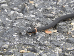 Diadophis punctatus punctatus