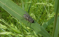 Tabanidae