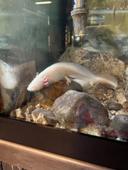 Ambystoma mexicanum