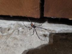 Latrodectus
