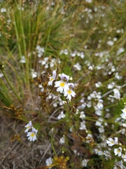 Euphrasia