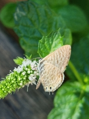 Leptotes pirithous