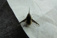 Bombylius major