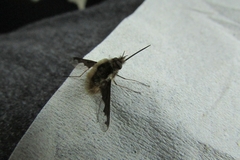 Bombylius major