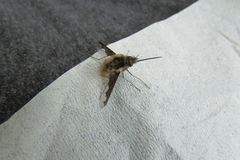 Bombylius major