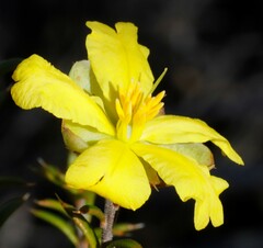 Hibbertia arcuata
