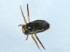 Corixini