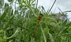 Sympetrum striolatum