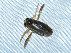 Corixini