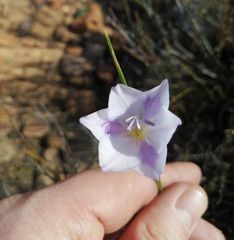 Gladiolus inflatus