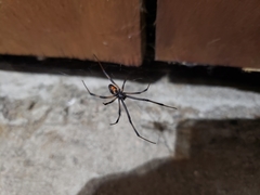 Latrodectus