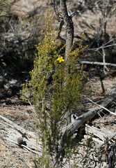Hibbertia arcuata