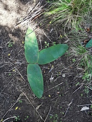 Brunsvigia orientalis