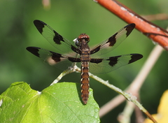 Plathemis lydia