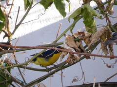 Euphonia violacea