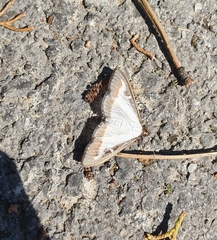 Cydalima perspectalis