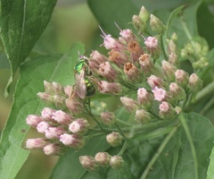 Augochlora pura