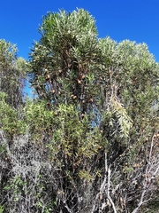 Leucadendron coniferum