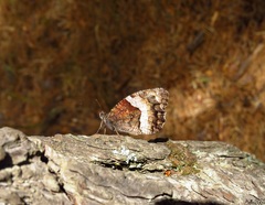 Hipparchia alcyone