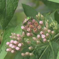 Augochlora pura
