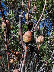 Leucadendron coniferum