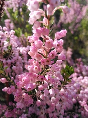 Erica irregularis