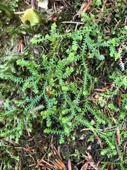 Selaginella helvetica