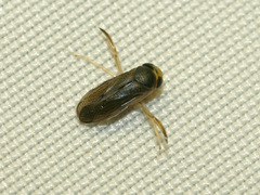 Corixini