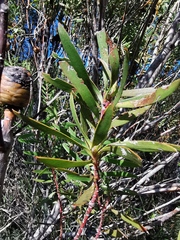 Leucadendron coniferum
